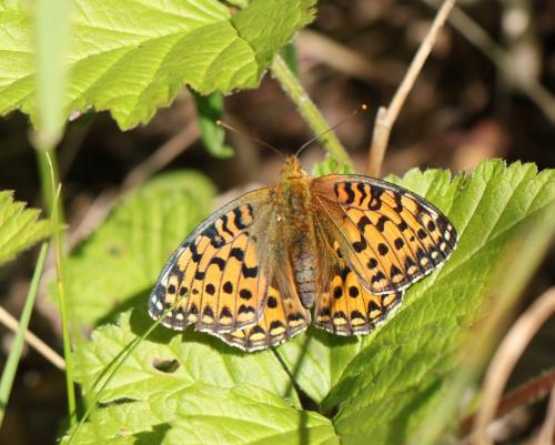 Argynnis aglaja